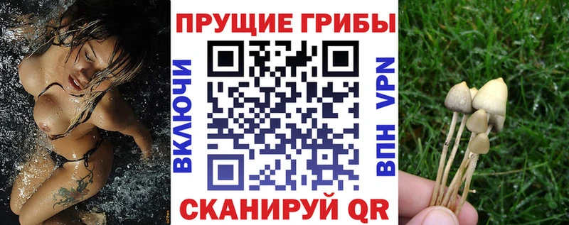Псилоцибиновые грибы GOLDEN TEACHER  Тихвин 